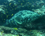 Epinephelus lanceolatus P.jpg - 23545 Bytes